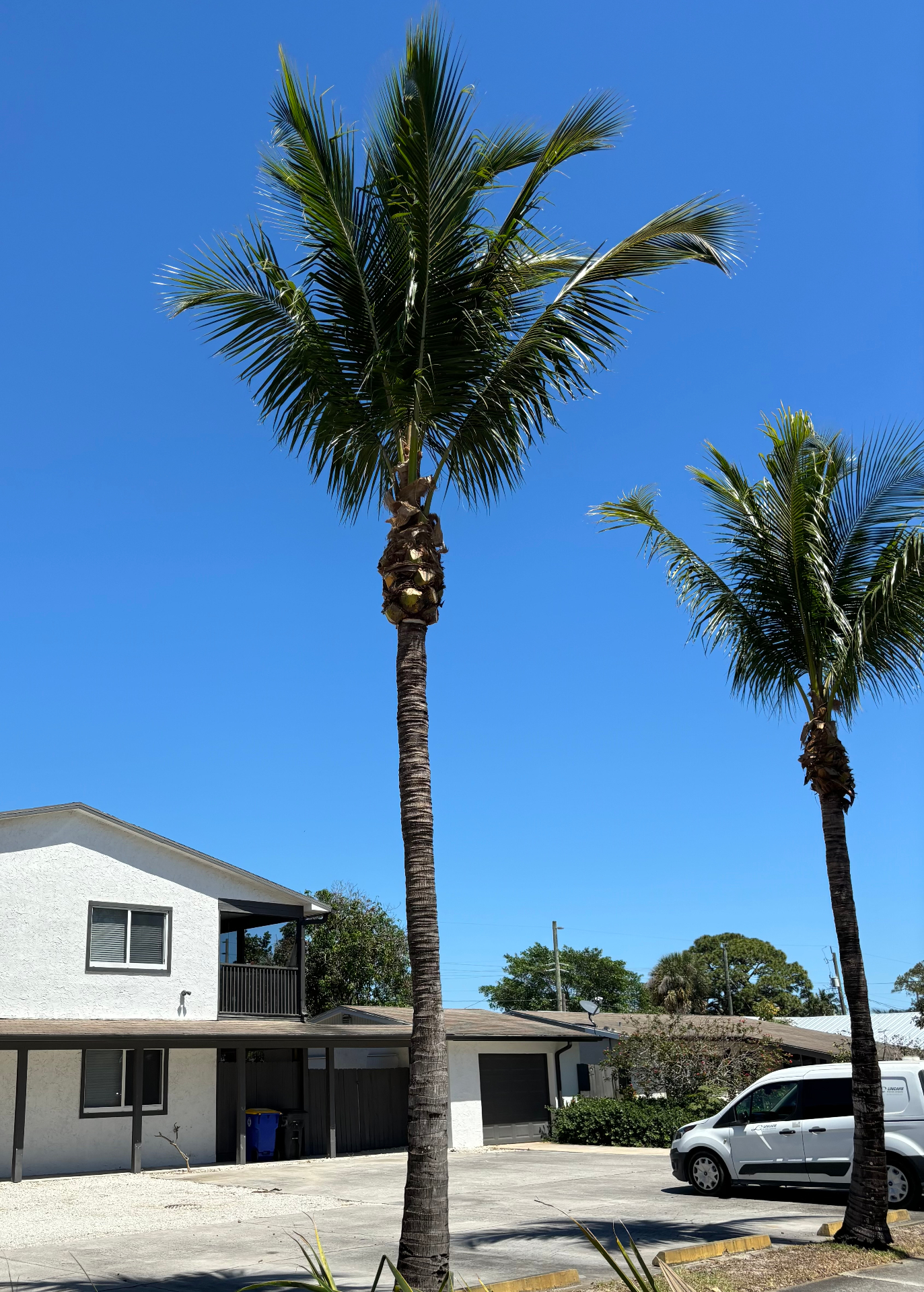Tree & Hedge Trimming